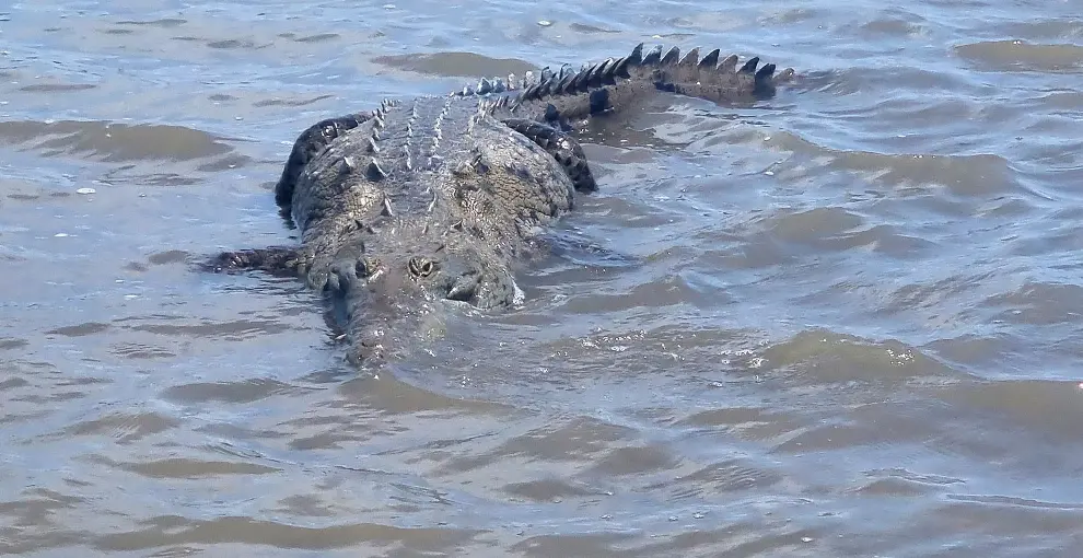 The jaco experience crocodile tour