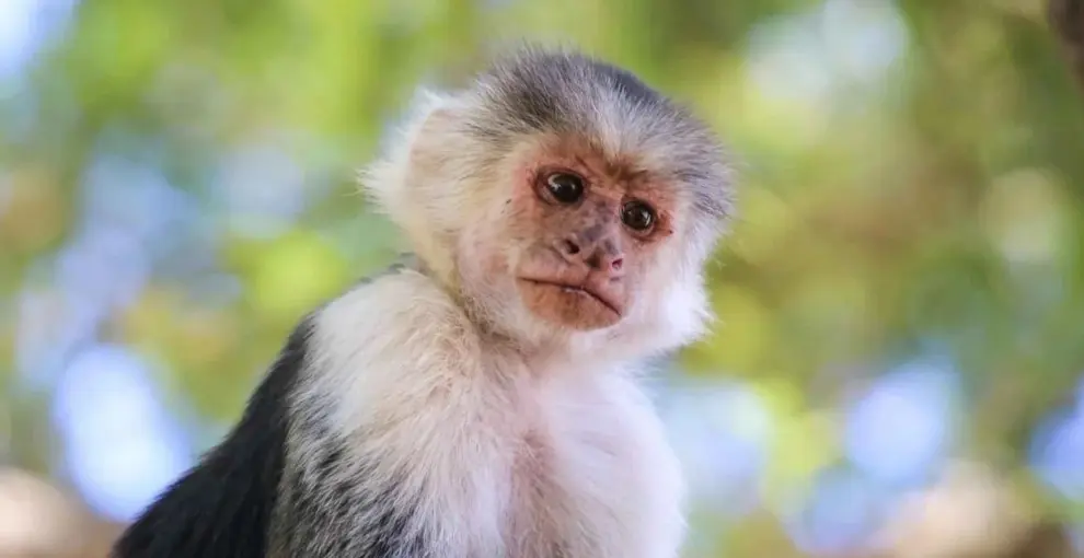 The-jaco-experience-mangrove-monkey1